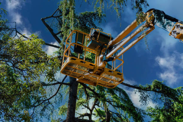 Emergency Storm Tree Removal